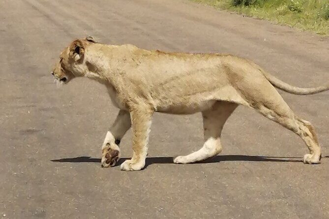 9 day Luxury Kruger Park Safari & Cape Town Tour - Final Thoughts
