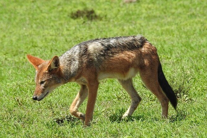 9 day Luxury Kruger Park Safari & Cape Town Tour - FAQ
