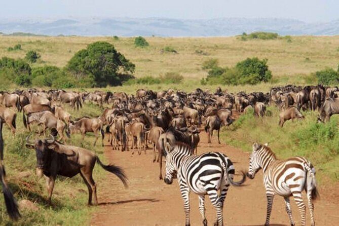 9 Day Private Luxury Spectacle Safari Majestic Kenya Wonderland - What Makes This Safari Stand Out?