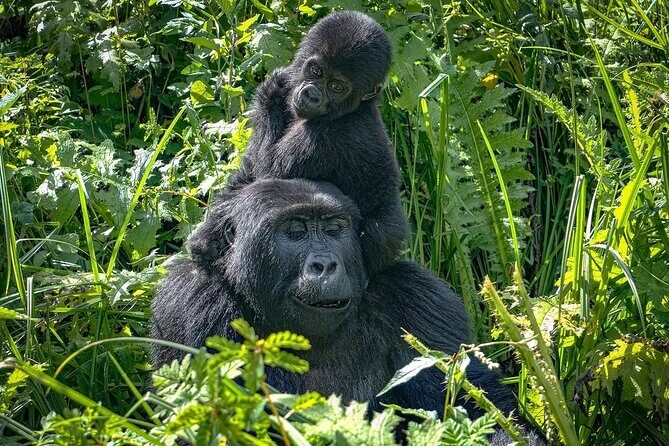 9-Day Private Uganda Wildlife Safari - An Overview of the Itinerary