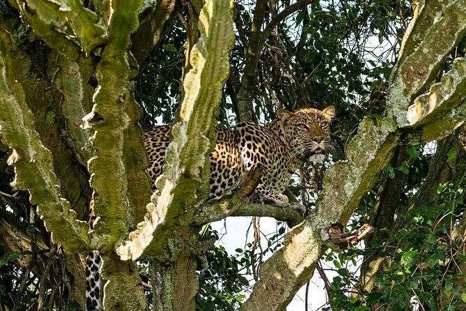 9-Day Private Uganda Wildlife Safari - Who Will Enjoy This Tour?