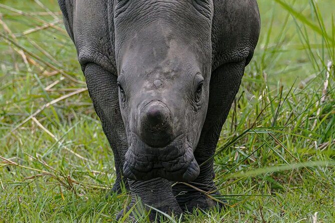 9-Day Private Uganda Wildlife Safari - FAQs
