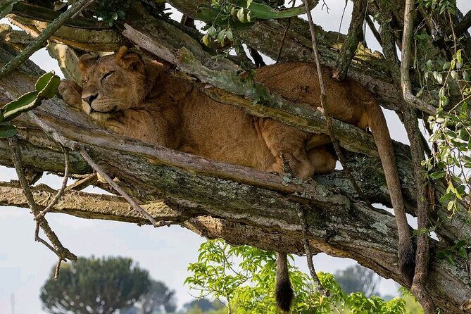 9-Day Private Uganda Wildlife Safari - Final Thoughts