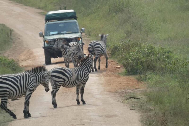 9-Day Uganda and Rwanda Big Five and Gorilla from Kigali - Key Points