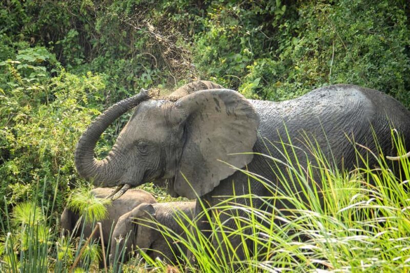 9-Day Uganda and Rwanda Big Five and Gorilla from Kigali - An Overview of the Tour: What It’s All About