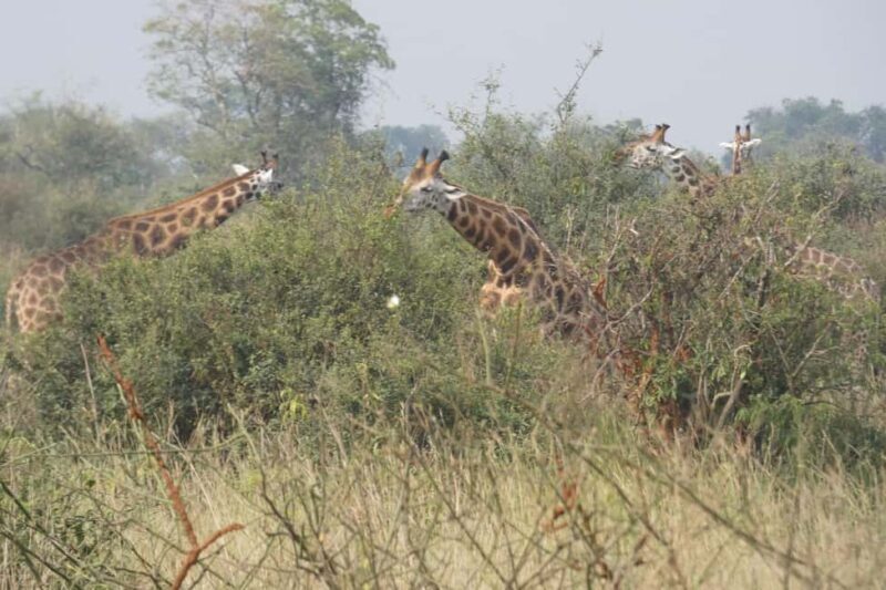 9-Day Uganda and Rwanda Big Five and Gorilla from Kigali - Practical Aspects and Considerations