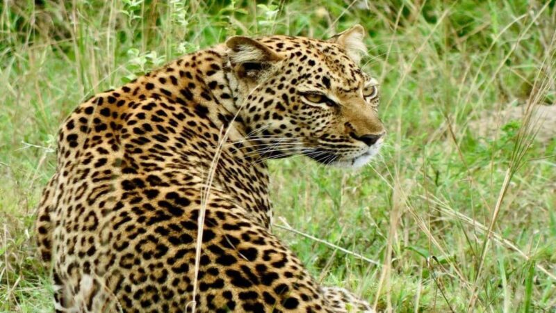 9-Day Uganda and Rwanda Big Five and Gorilla from Kigali - Who Is This Tour Best Suited For?