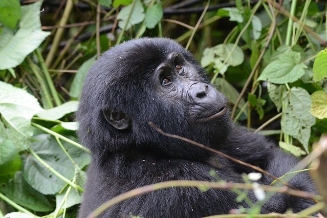 9-Day Uganda Primates - Lions & so Much More (Midrange) - The Sum Up