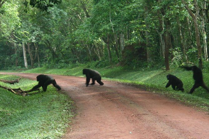 9-Day Uganda Primates - Lions & so Much More (Midrange) - FAQs