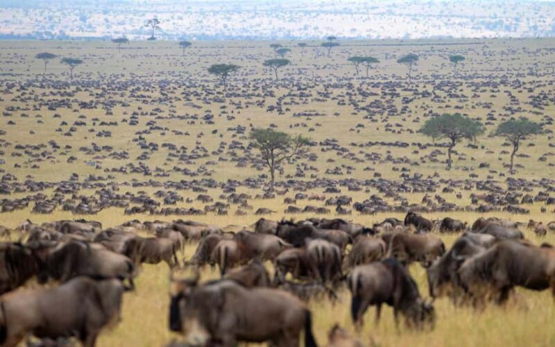 9-day Wildebeest Migration Safari on a Land Cruiser 4x4 jeep - Final Thoughts