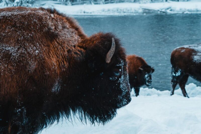 9-Day winter Yellowstone Tour with Southern Utah and Arizona - Exploring the Itinerary in Detail