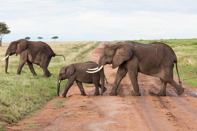 9-Days Best of Kenya Wildlife Private 4X4 Jeep Safari - The Reviewers Say It Best