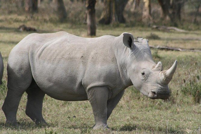9-Days Best of Kenya Wildlife Private 4X4 Jeep Safari - Who Will Most Enjoy This Safari?