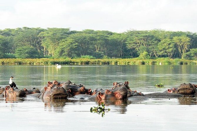 9-Days Best of Kenya Wildlife Private 4X4 Jeep Safari - Final Thoughts