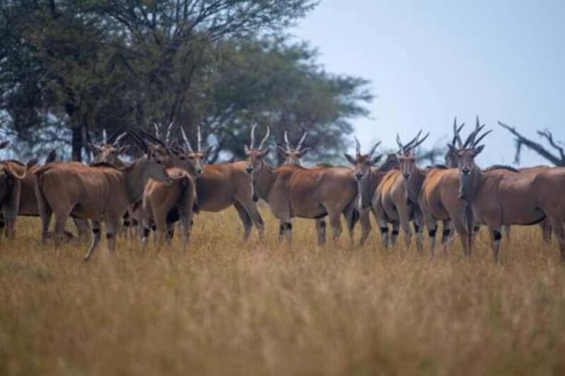 9 Days Best of Rwanda Safari. - Who Should Consider This Tour?