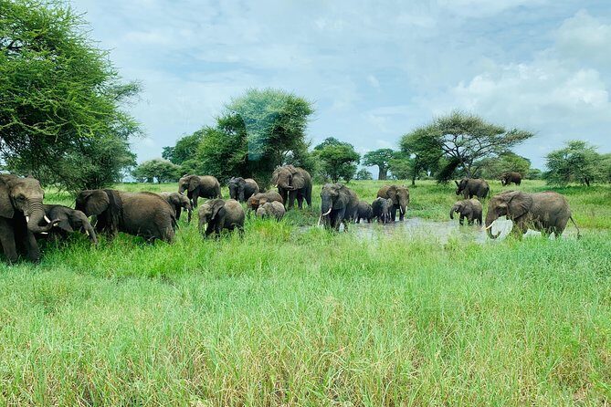 9 Days - Best of Tanzania Safari - Analyzing the Itinerary: A Day-by-Day Breakdown