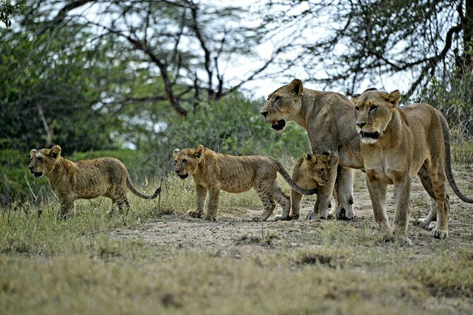 9- Days Classic Kenya Family Safari - Who Is This Tour Best For?