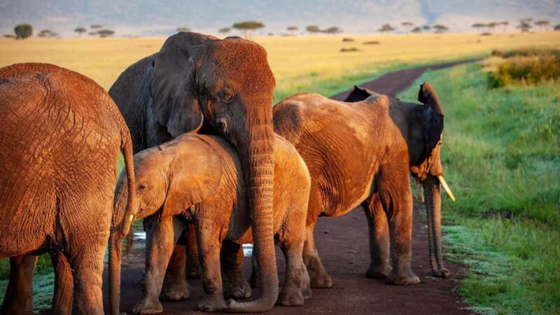 9 Days Discover Kenya Best National Parks Safari on 4x4 Jeep - An Authentic Kenyan Safari Experience: What You Can Expect