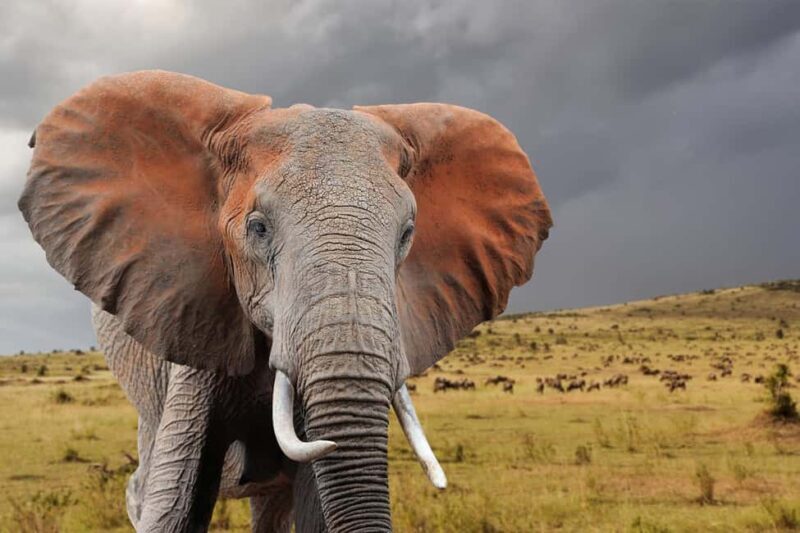 9 Days Discover Kenya Best National Parks Safari on 4x4 Jeep - Final Words