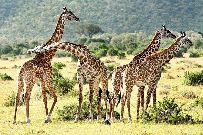 9-Days Discover Kenya Private Safari - Who Should Consider This Safari?