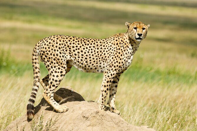 9 Days Great Migration Safaris with Kojuu Safaris Africa-Luxury. - FAQ