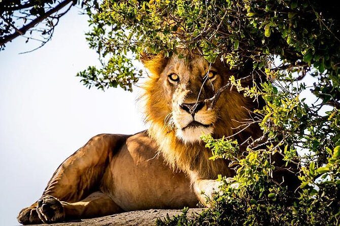 9 Days Kenya and Tanzania Wildlife Experience - Key Points