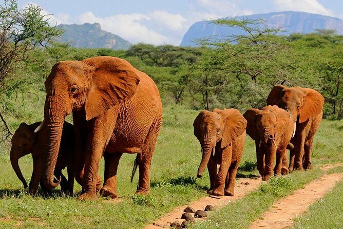 9 Days Kenya Classic Lodge Safari - An In-Depth Look at the 9-Day Kenya Safari