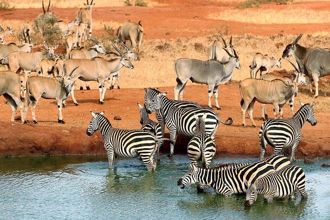 9 Days Kenya Classic Lodge Safari - Who Will Love This Tour?