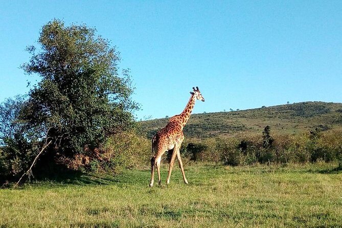 9 Days Kenya Classic Lodge Safari - FAQs