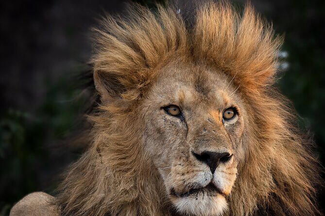 9 Days of Private Safari Tour in Serengeti and Ngorongoro - What We Loved About This Tour