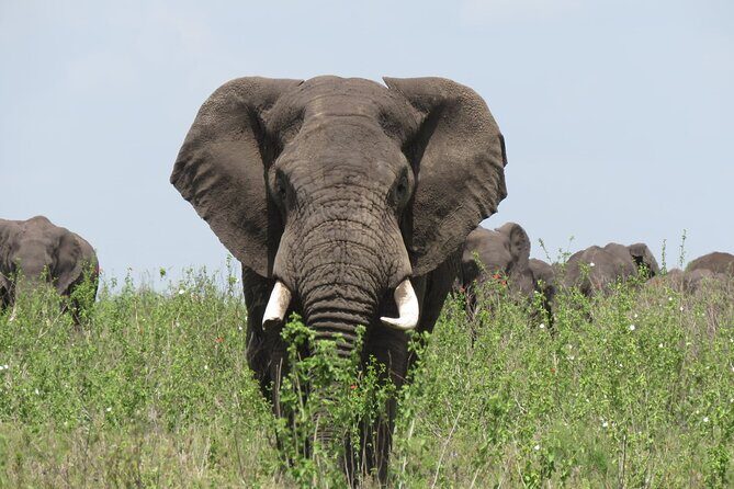 9 Days Safari To See Great Migration Crossing - Day 2: Tarangire National Park – The Wildlife Dense Heart