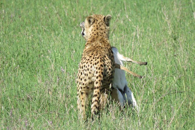 9 Days Safari To See Great Migration Crossing - Day 4-6: Serengeti – The Iconic Plains and Migration