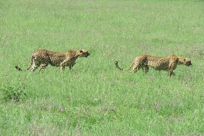 9 Days Safari To See Great Migration Crossing - Day 7: Following the Migration