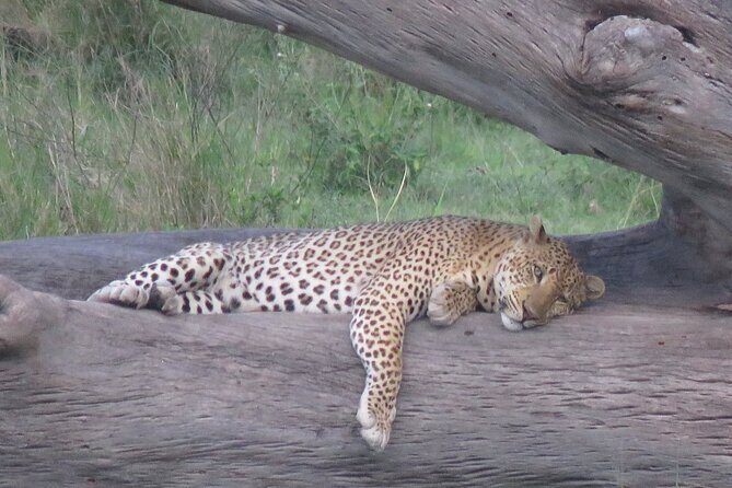 9 Days Safari To See Great Migration Crossing - Day 8: Ngorongoro Crater – The Garden of Eden
