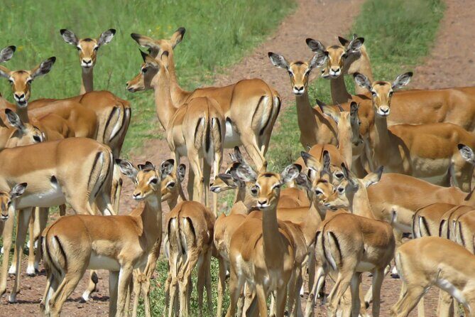 9 Days Safari To See Great Migration Crossing - Day 9: Final Game Drive and Return to Arusha