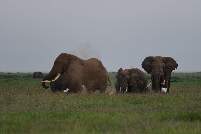 9 Days Samburu- Nakuru- Mara-Naivasha- Amboseli Wild Safari - The Possible Drawbacks