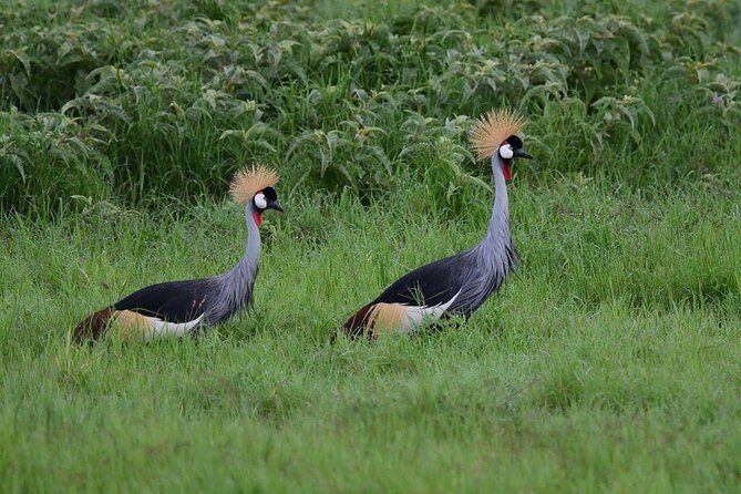 9 Days Samburu- Nakuru- Mara-Naivasha- Amboseli Wild Safari - Who is This Safari Best For?