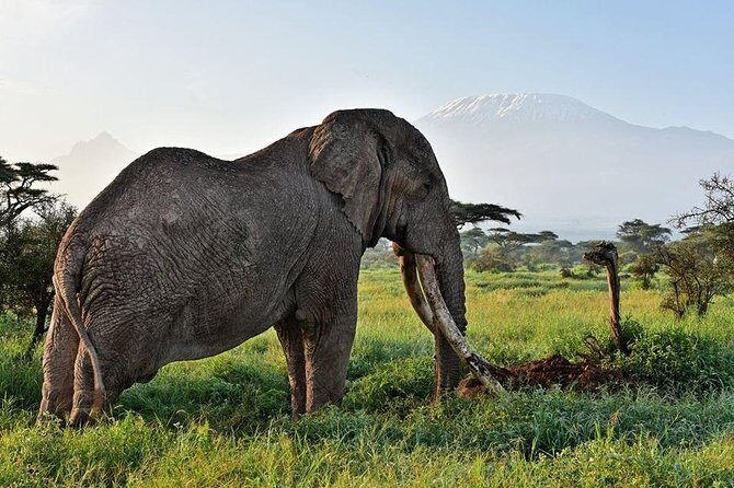 9 Days Samburu- Nakuru- Mara-Naivasha- Amboseli Wild Safari - Final Thoughts