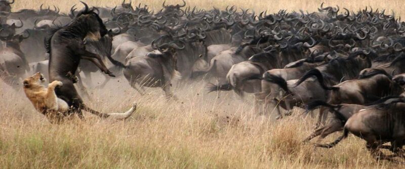 9 Days Serengeti Highlights of Tanzania Safari Tour - Key Points