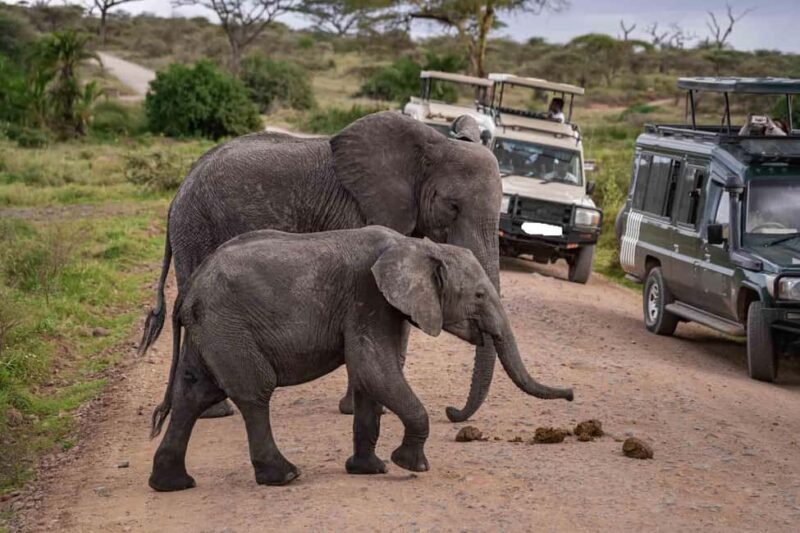 9 Days Serengeti Highlights of Tanzania Safari Tour - Introduction: What’s on Offer?