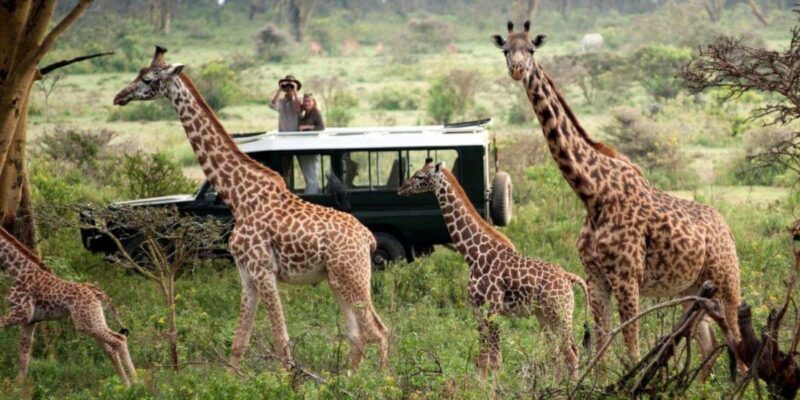 9 Days Serengeti Highlights of Tanzania Safari Tour - FAQ