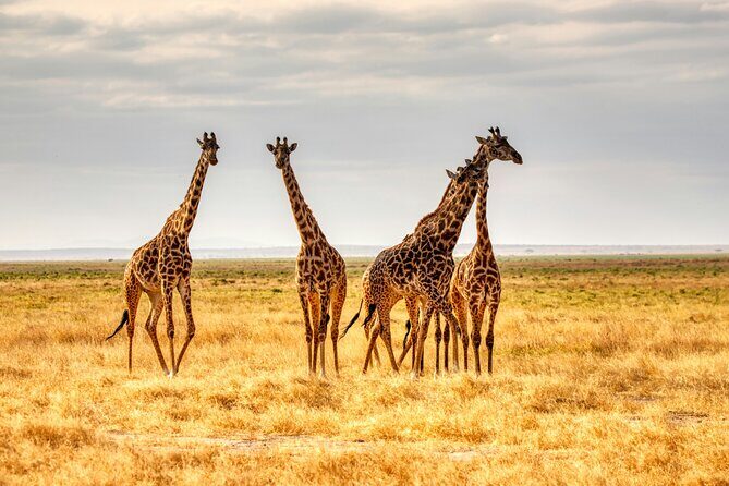 9 Days Uganda Wildlife Safaris, Gorilla Trekking & Hiking - FAQs