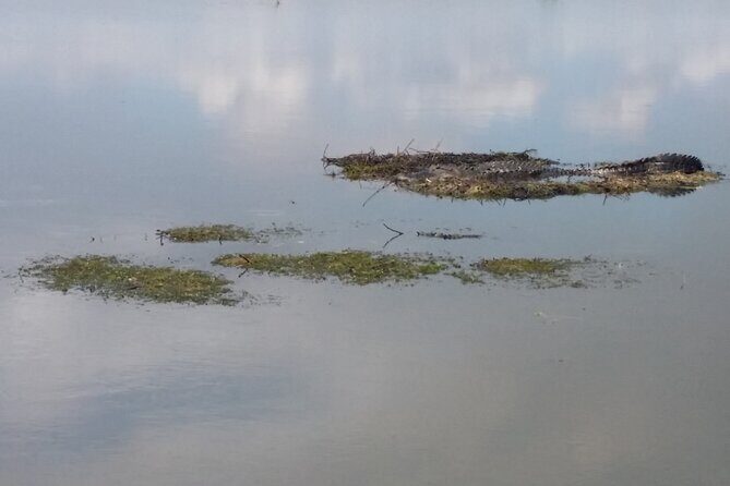 90 Minute Airboat Tour in the Florida Everglades - An In-Depth Look at the Tour Experience