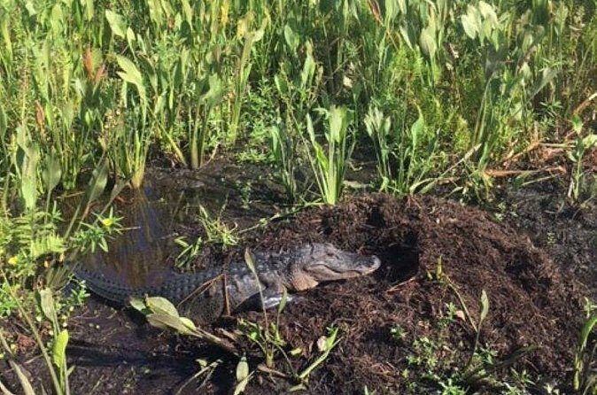 90 Minute Airboat Tour in the Florida Everglades - FAQ