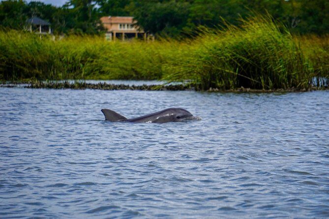 90-Minute Dolphin and Nature Tour of Hilton Head - An In-Depth Look at the Hilton Head Dolphin and Nature Tour