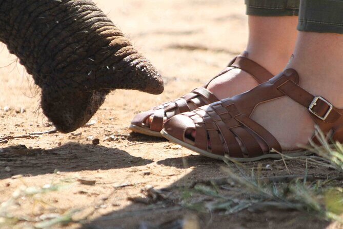 90-minute Elephant Watching Experience in Hoedspruit - Why This Tour Matters