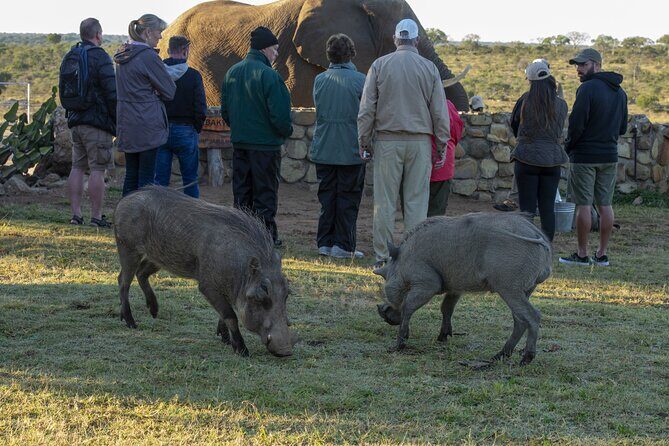 90-minute Elephant Watching Experience in Hoedspruit - FAQ