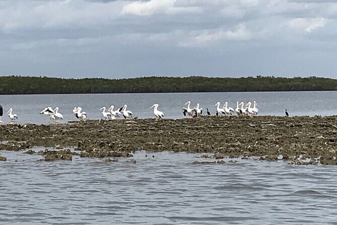 90-Minute Guided Eco Airboat Tour in Homosassa - Exploring the Itinerary