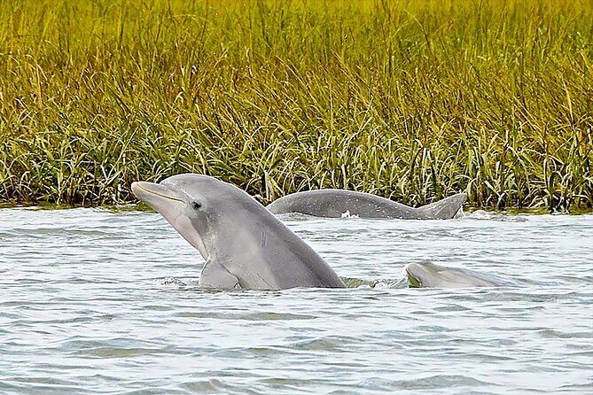 90 Minute Hilton Head Dolphin and Nature Cruise - An In-Depth Look at the Experience