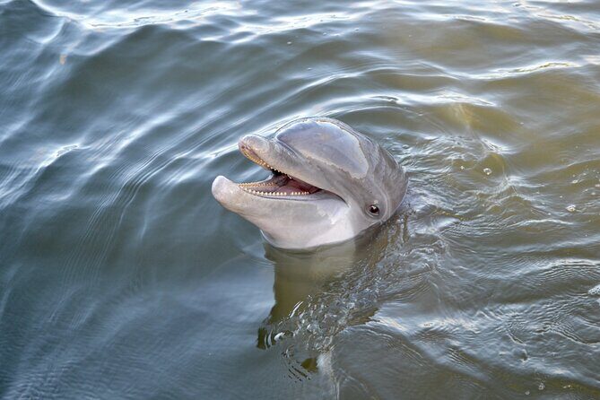 90 Minute Hilton Head Dolphin and Nature Cruise - Final Thoughts